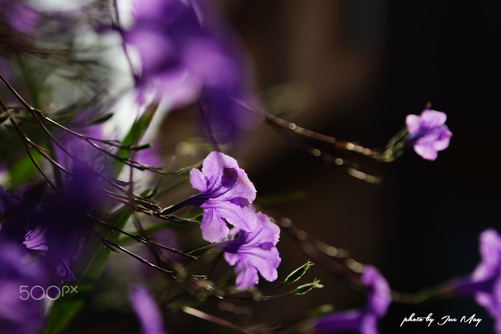 Sony SLT-A77 sample photo. 紫花 photography