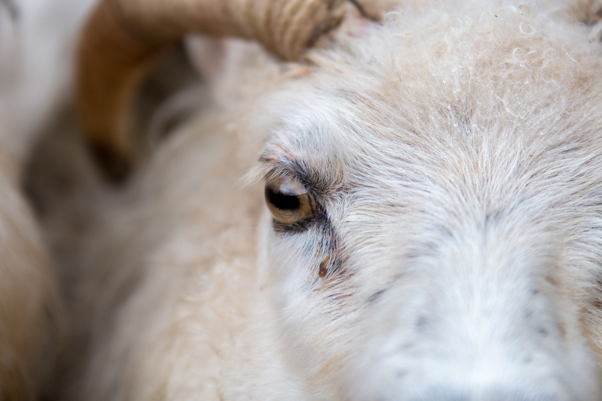 Sigma 70-200mm F2.8 EX DG OS HSM sample photo. Icelandic sheep photography