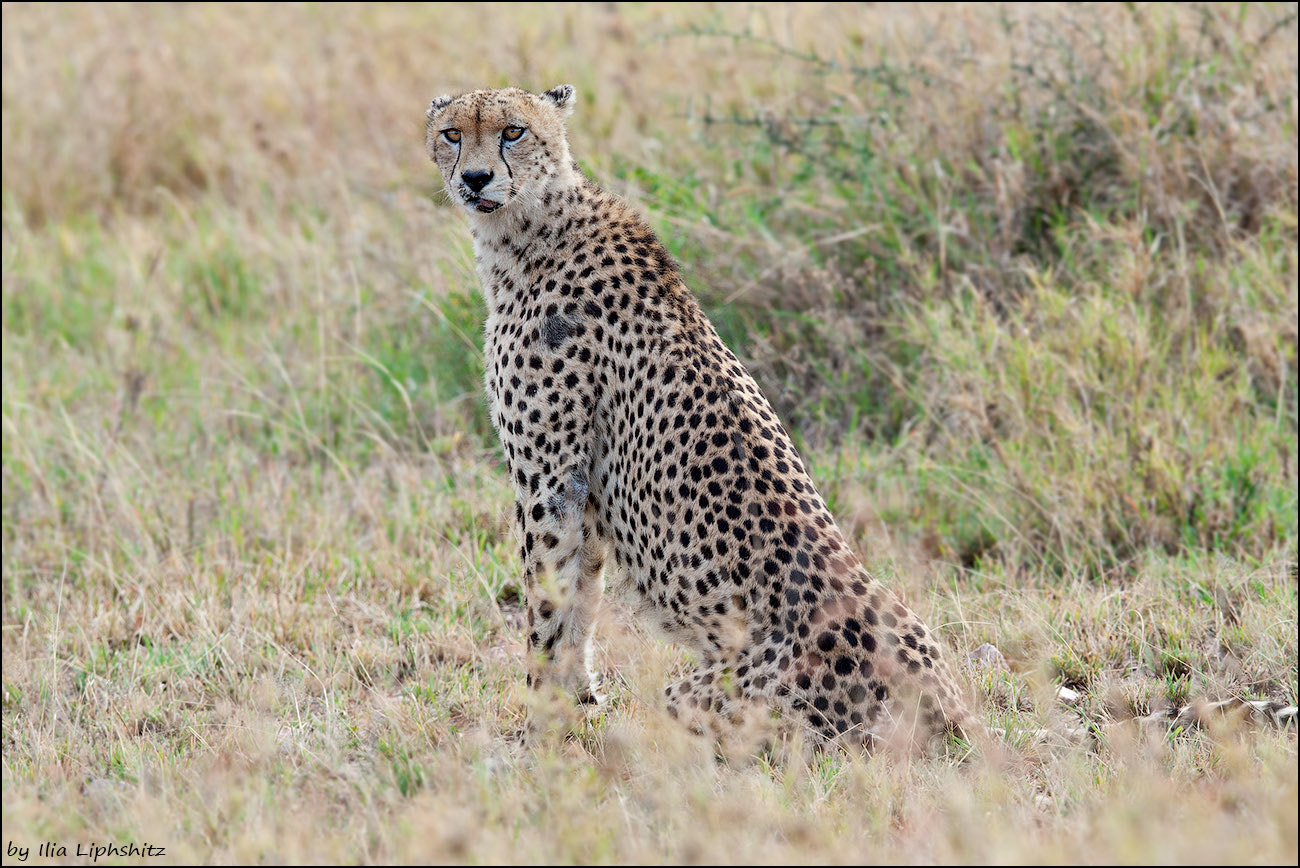 Canon EOS-1D Mark III + Canon EF 300mm F2.8L IS USM sample photo. The mother of the cubs from previous photos - cheetahs of serengeti №33 photography