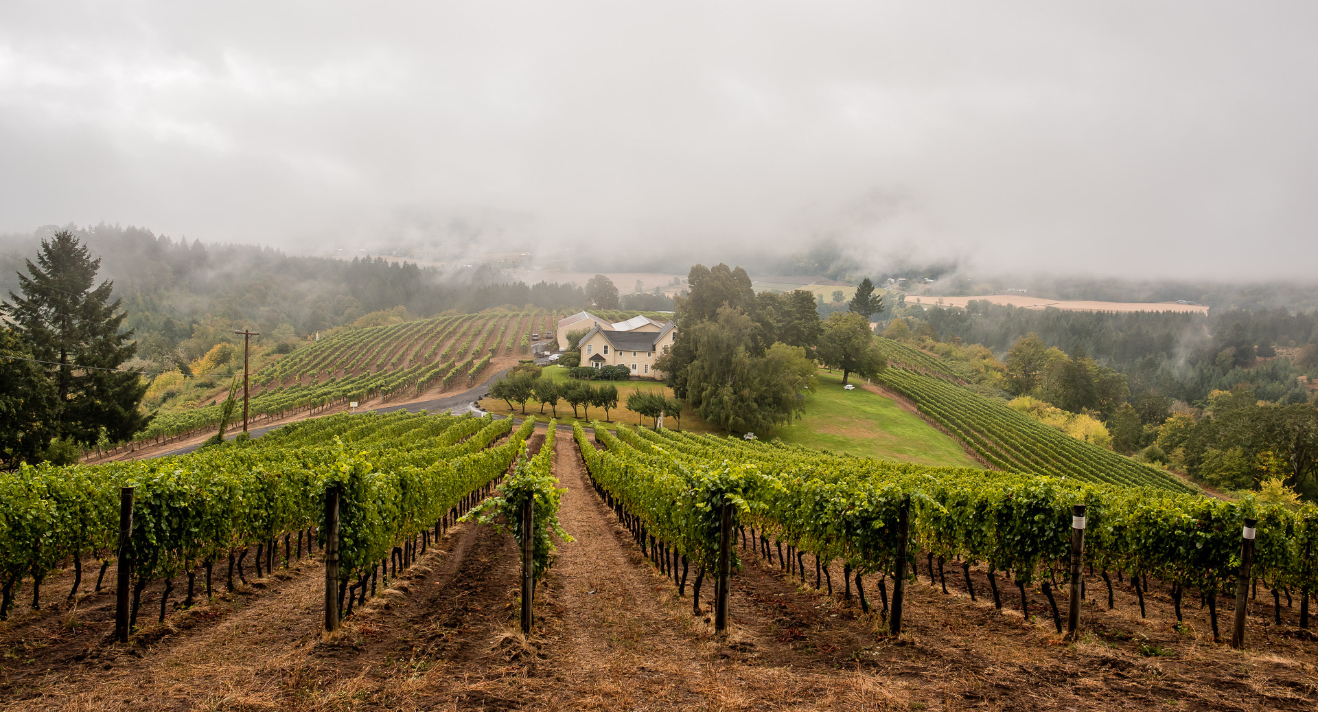 Nikon D810 + Nikon AF-S Nikkor 28mm F1.8G sample photo. Winery photography