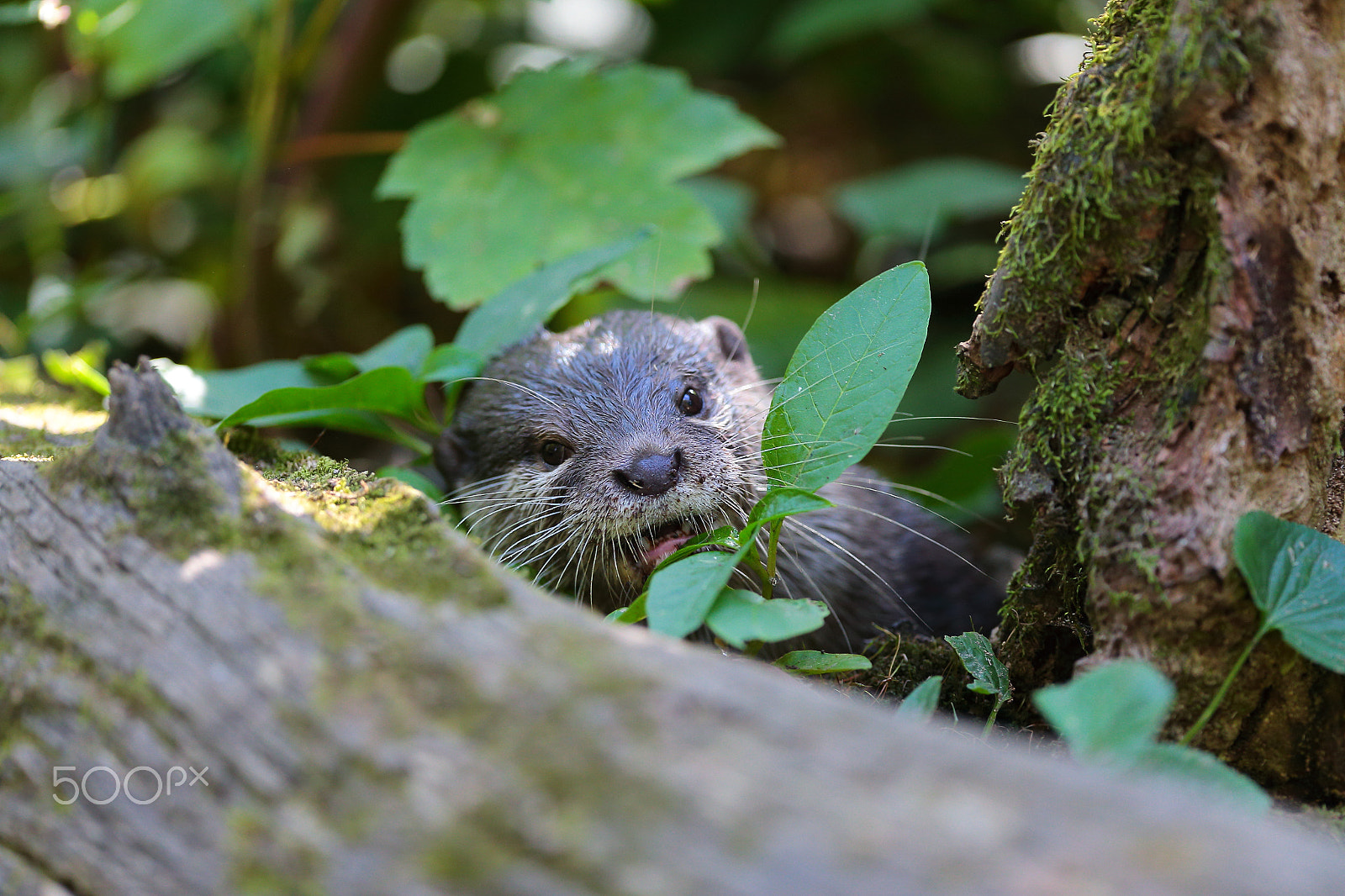 Canon EF 300mm F2.8L IS USM sample photo. Meet in the woods photography