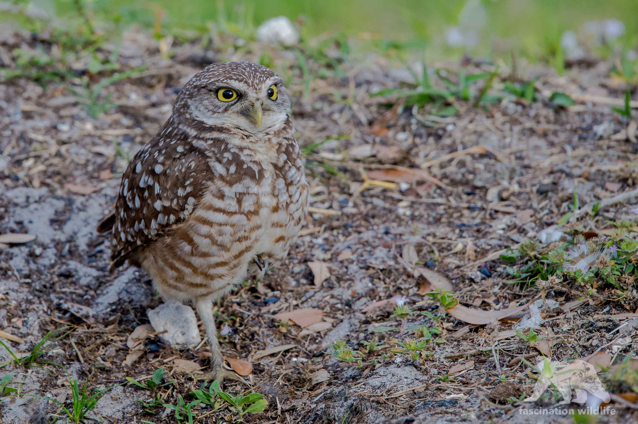 Sigma 150-600mm F5-6.3 DG OS HSM | S sample photo. Burrowing owl photography