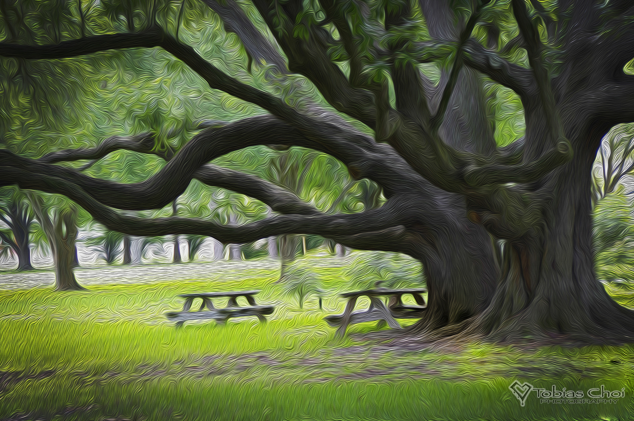 Tamron AF 18-200mm F3.5-6.3 XR Di II LD Aspherical (IF) Macro sample photo. Tree at the san francisco plantation in new orleans. photography