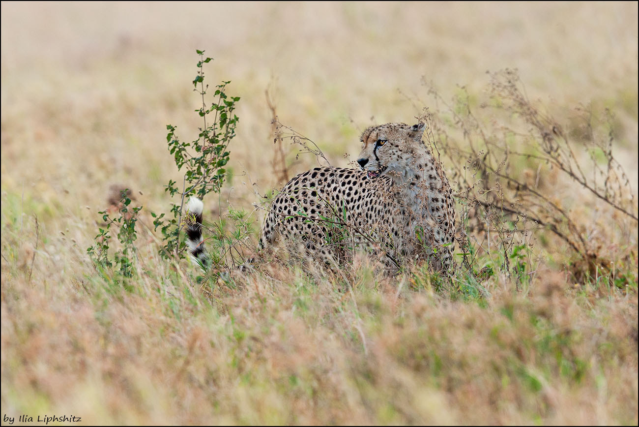 Canon EOS-1D Mark III + Canon EF 300mm F2.8L IS USM sample photo. The mother of the cubs from previous photos - cheetahs of serengeti №34 photography