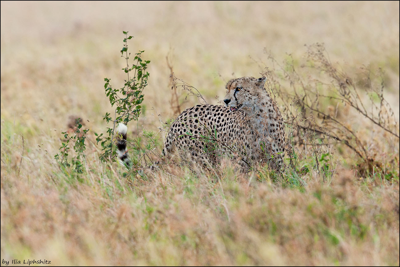 Canon EF 300mm F2.8L IS USM sample photo. The mother of the cubs from previous photos - cheetahs of serengeti №34 photography