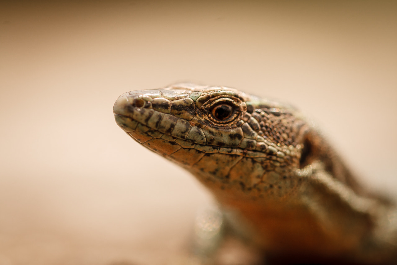 Canon EF 100mm F2.8L Macro IS USM sample photo. Lizard photography