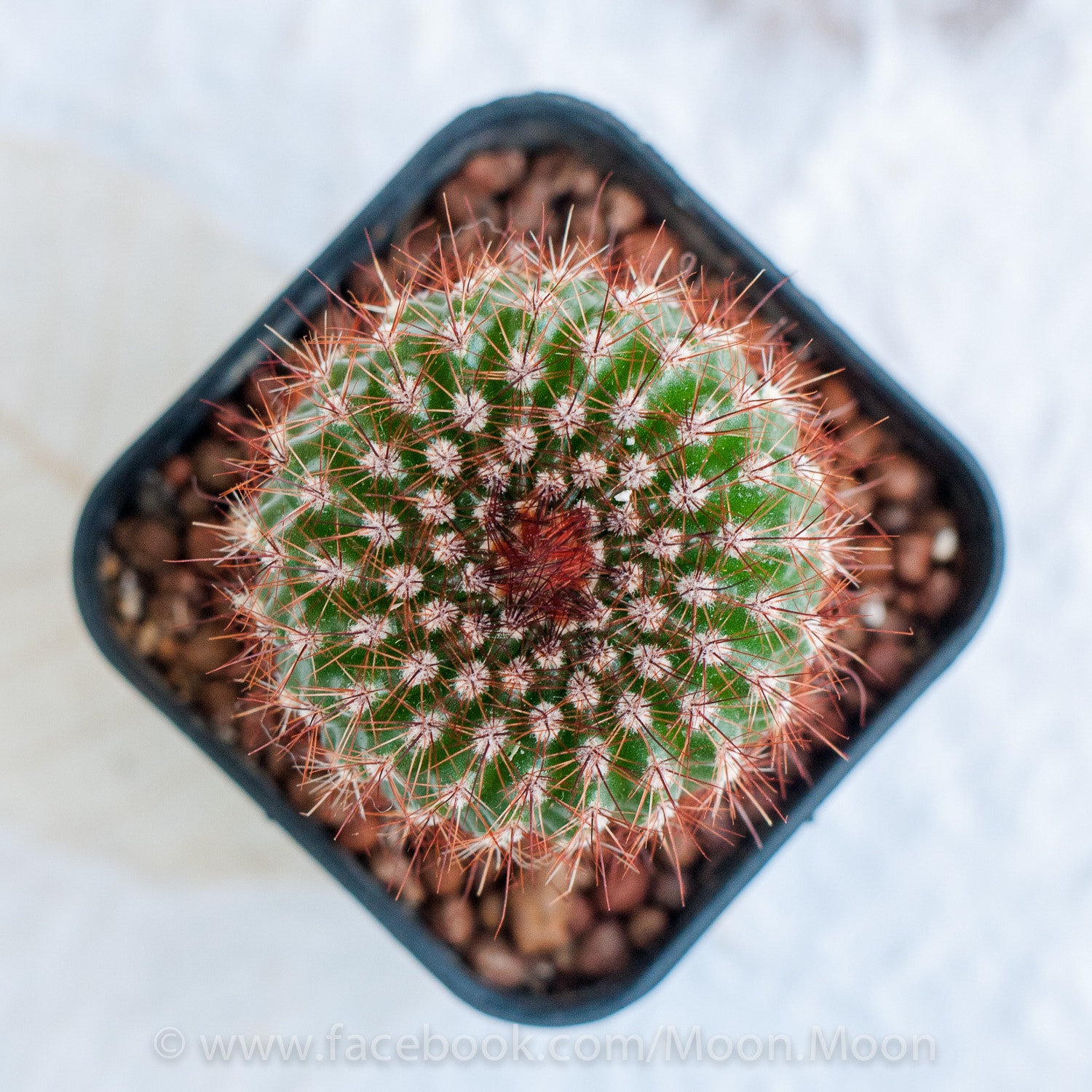 Panasonic Lumix DMC-GF1 sample photo. Mammillaria spinosissima photography