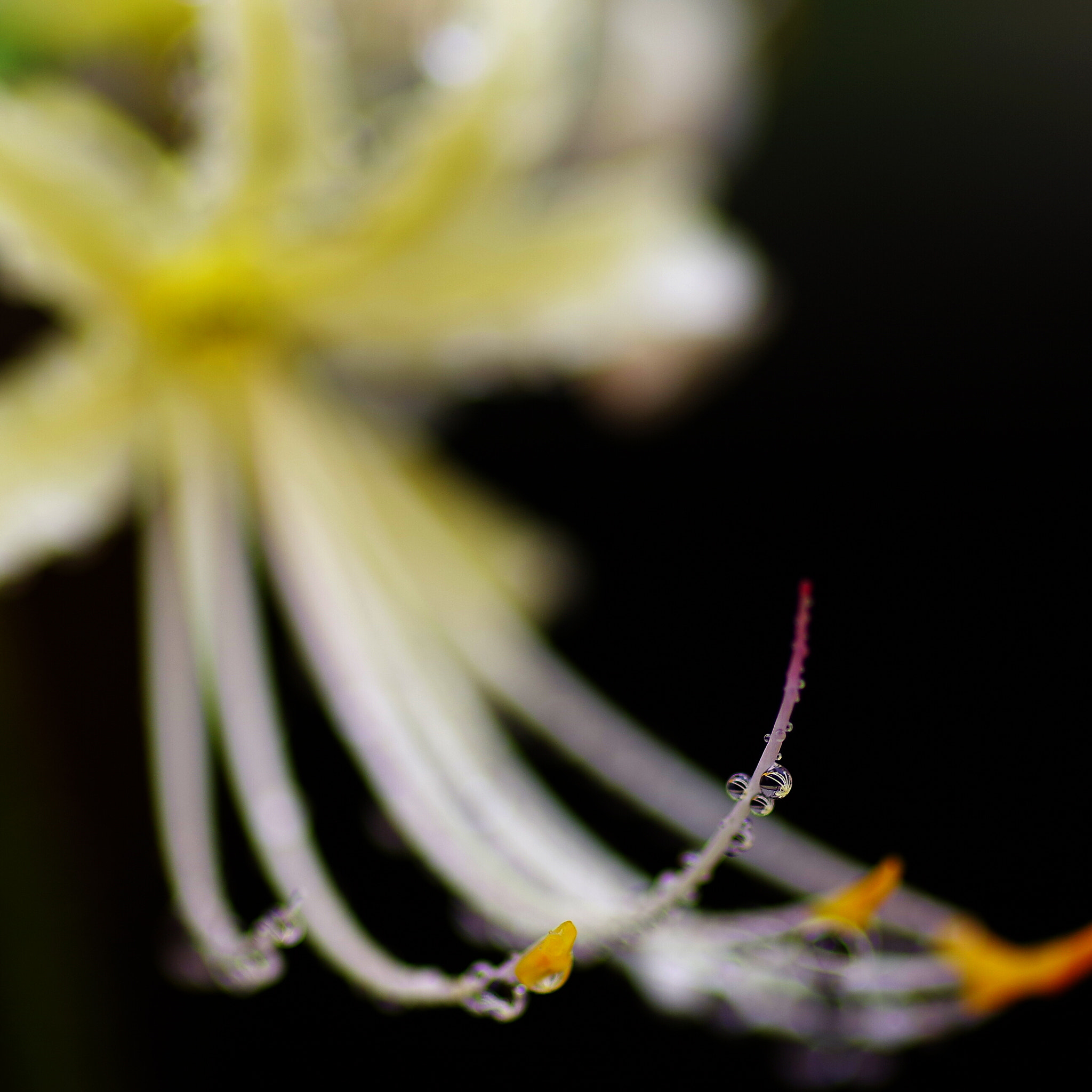 Pentax smc D-FA 100mm F2.8 Macro WR sample photo. "a stamen" cluster amaryllis ~彼岸花~ 4 photography