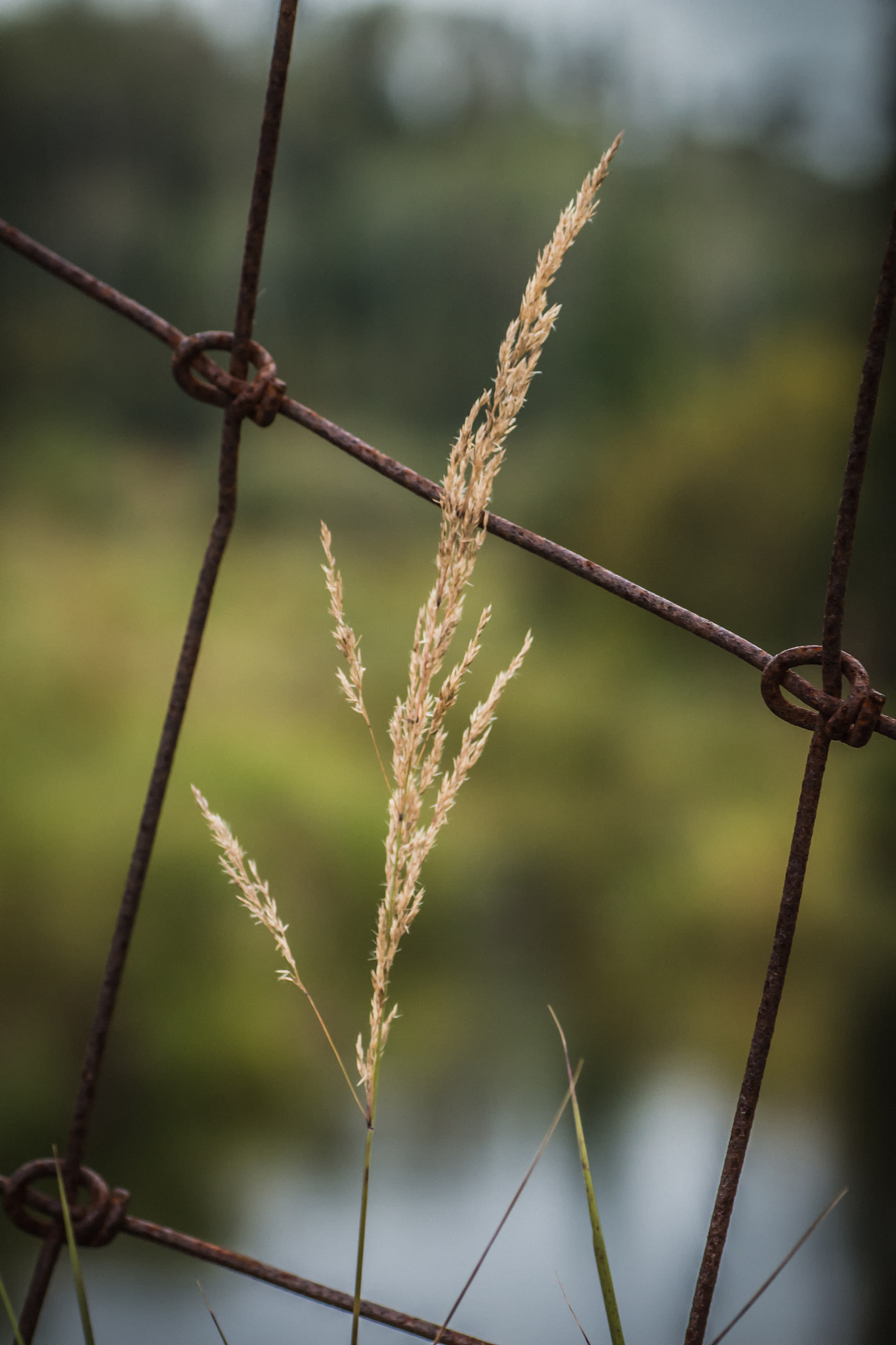 Canon EOS 70D + Tamron SP AF 90mm F2.8 Di Macro sample photo. Through the fence photography