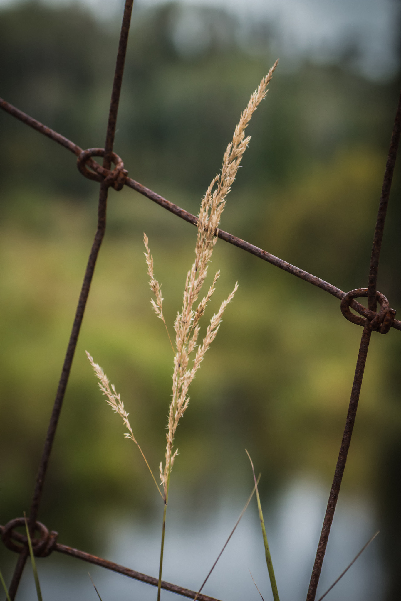 Tamron SP AF 90mm F2.8 Di Macro sample photo. Through the fence photography