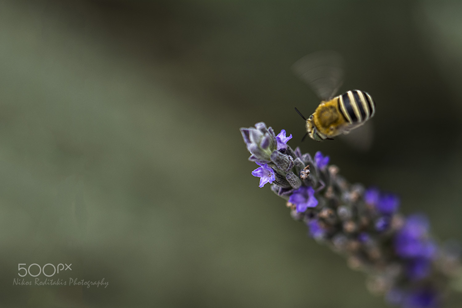 Nikon D5200 + Tamron SP 90mm F2.8 Di VC USD 1:1 Macro (F004) sample photo. A bee pollinator with passion photography