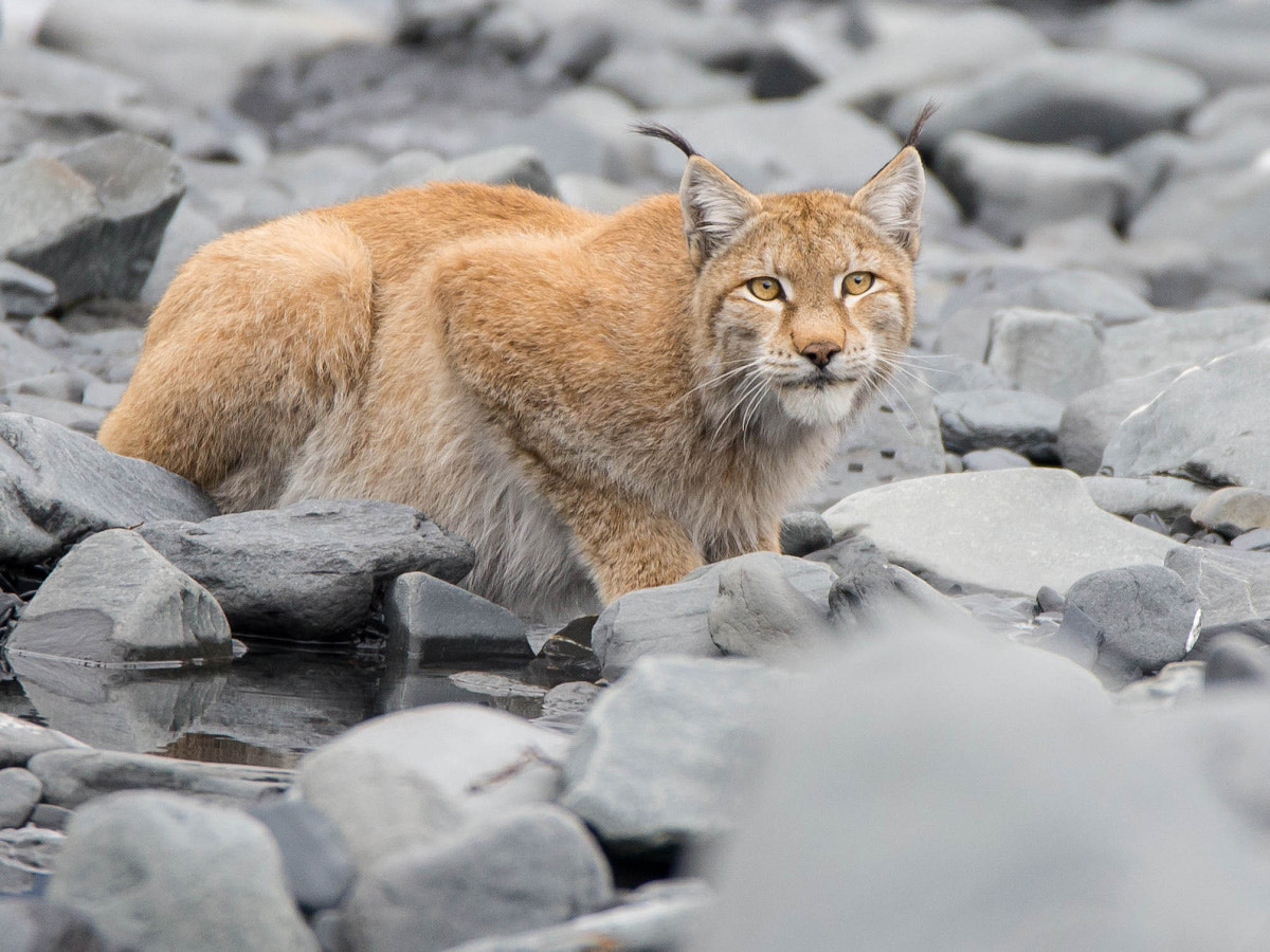 Sigma 150-600mm F5-6.3 DG OS HSM | C sample photo. Lynx photography
