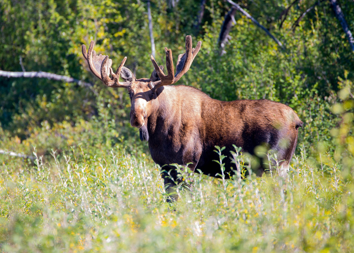 Sigma 150-600mm F5-6.3 DG OS HSM | C sample photo. Kolyma moose photography