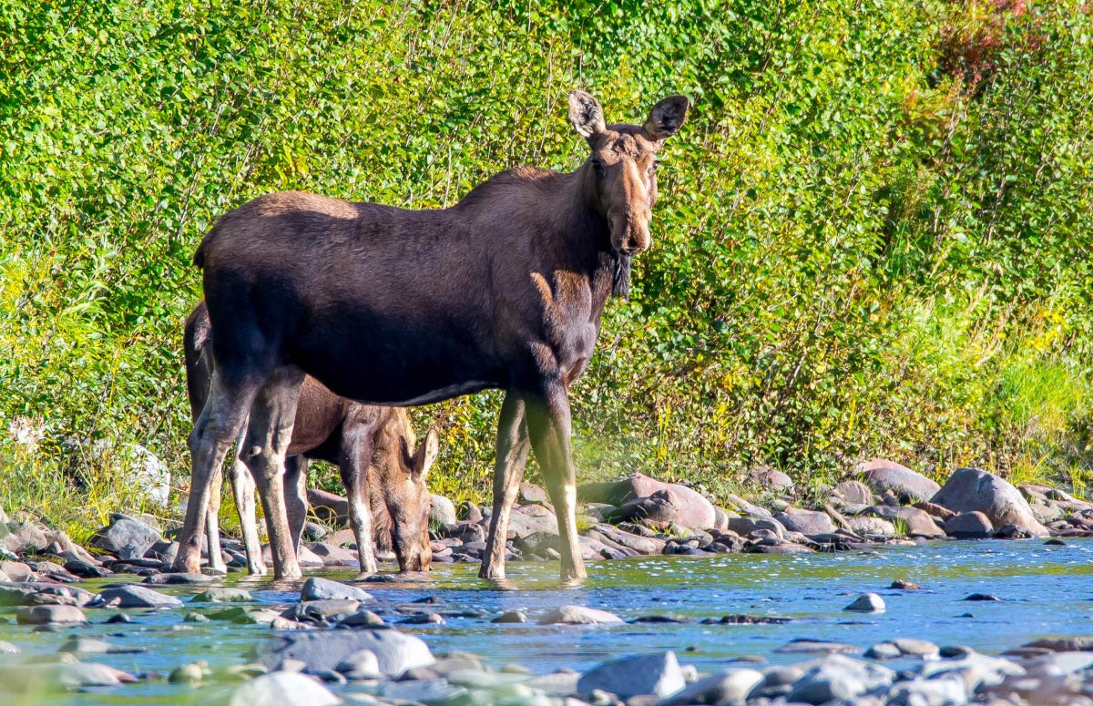 Sigma 150-600mm F5-6.3 DG OS HSM | C sample photo. Kolyma moose photography