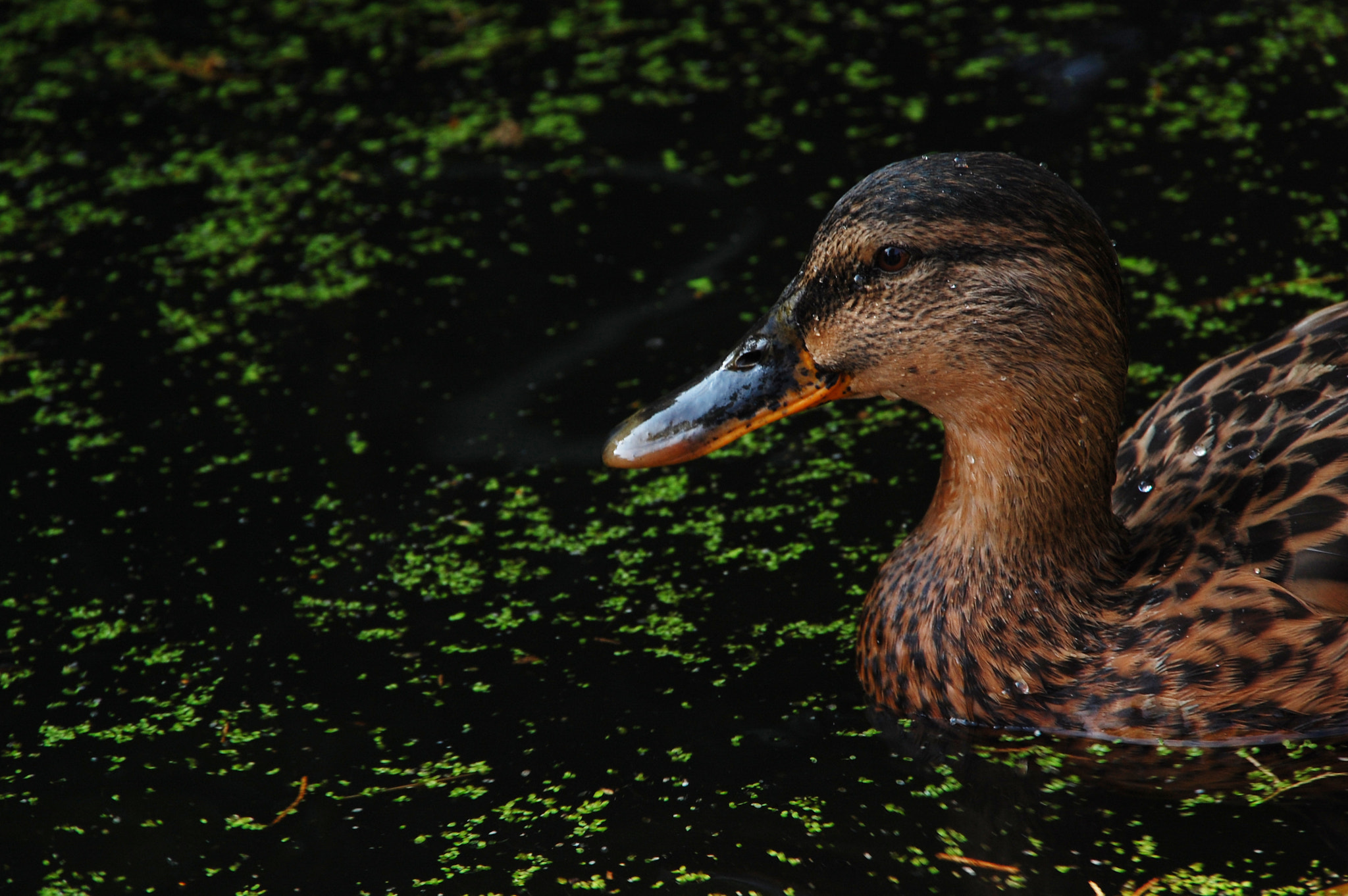 Nikon D40 + Sigma 18-200mm F3.5-6.3 DC sample photo. Duck photography