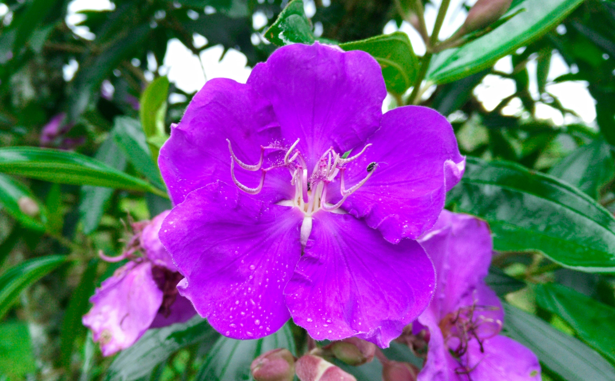 OPPO Find7 sample photo. Flower and small beetle photography