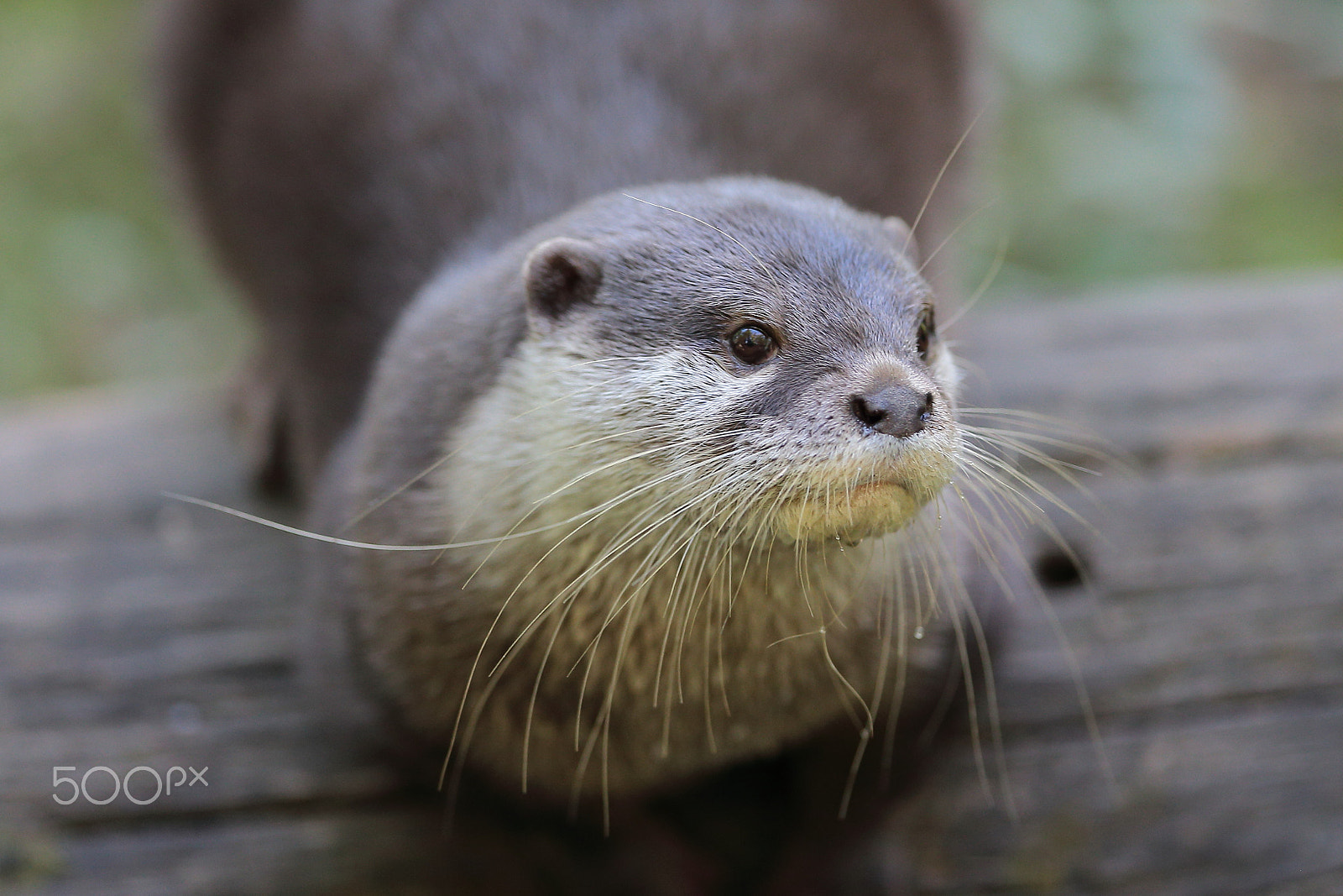 Canon EF 300mm F2.8L IS USM sample photo. So cute   ;)) photography