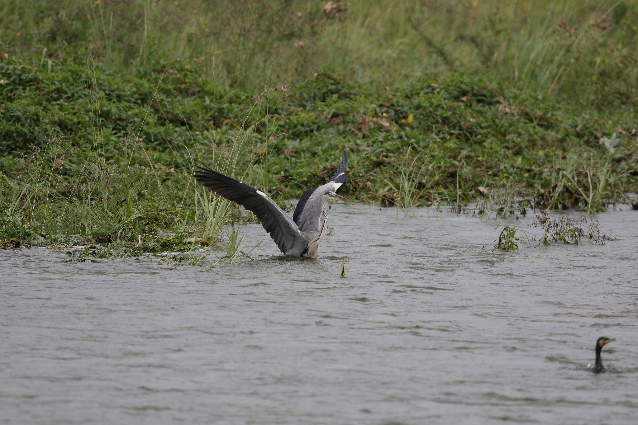 Canon EOS 7D Mark II sample photo. A gray heron photography