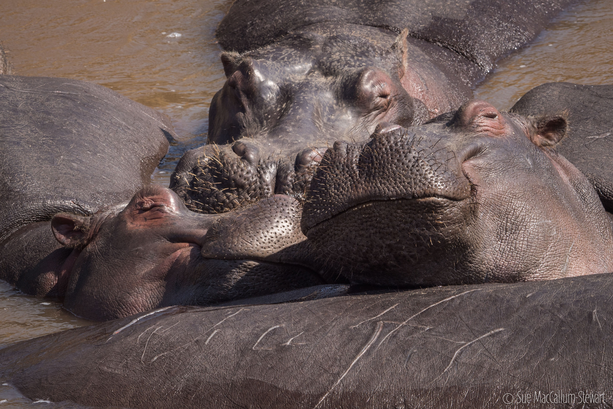 Olympus OM-D E-M5 + OLYMPUS M.300mm F4.0 sample photo. Happy hippos photography