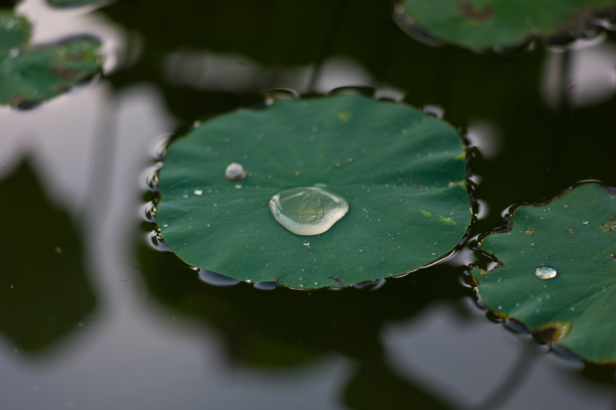 Elmarit-M 135mm f/2.8 (I/II) sample photo. Sichuan，chn photography