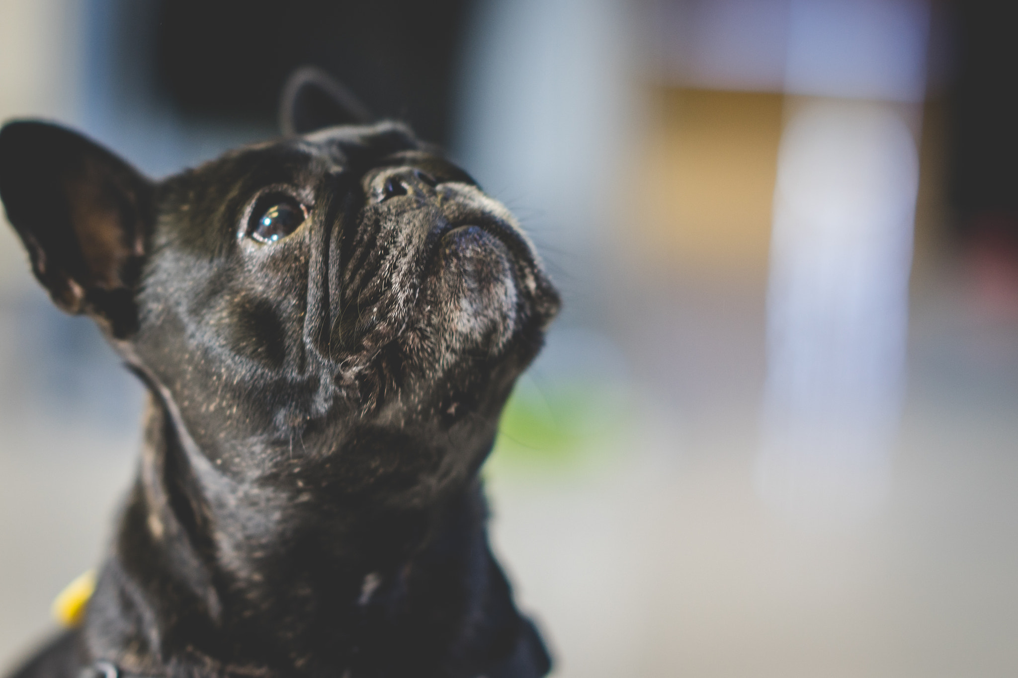 Sony a7R + Sony FE 85mm F1.4 GM sample photo. Pets photography