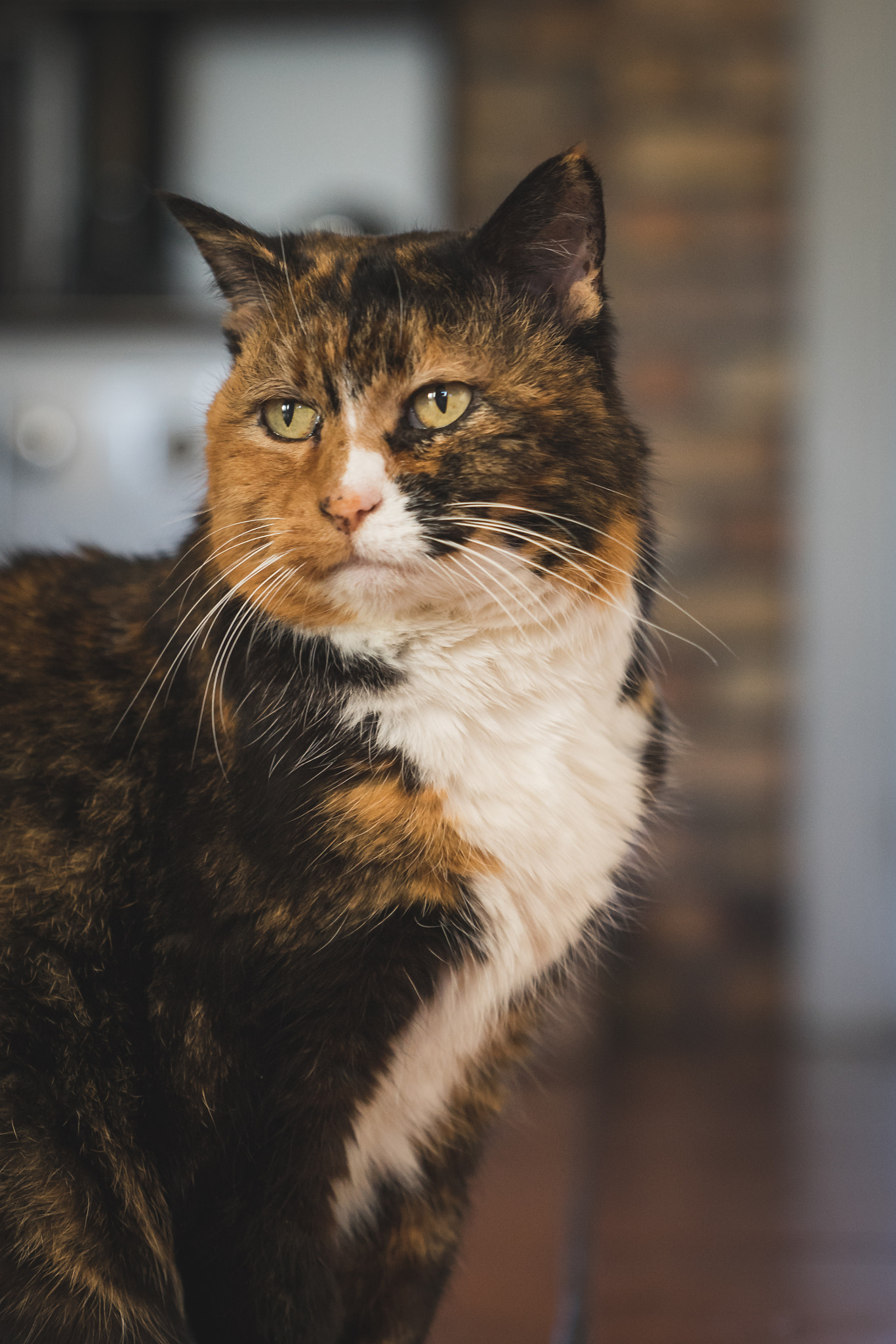 Sony a7R + Sony FE 24-70mm F2.8 GM sample photo. Pets photography