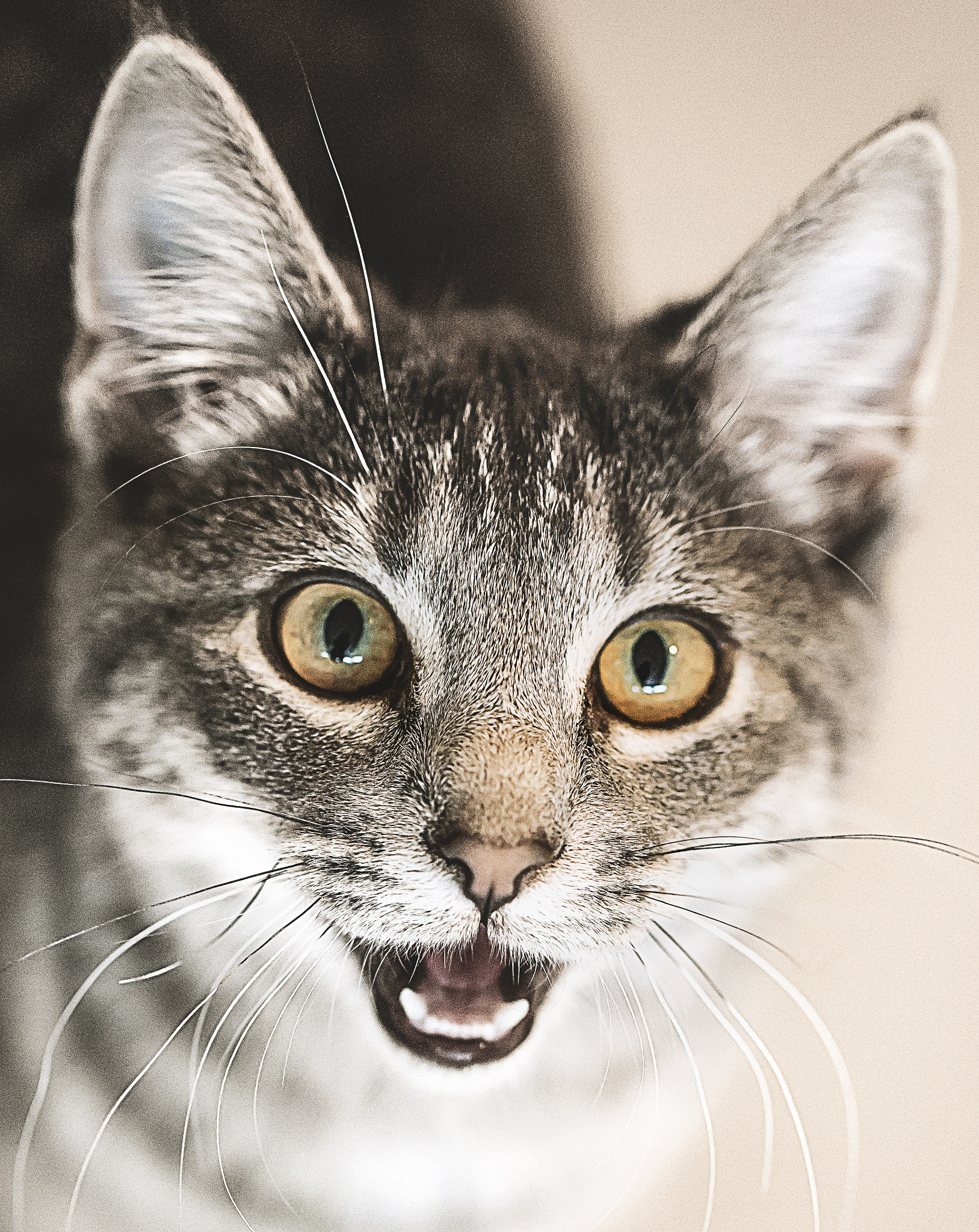 Canon EF 100mm F2.8L Macro IS USM sample photo. Kitten photography