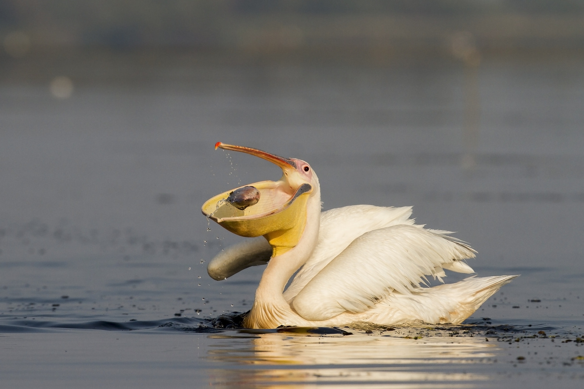 Canon EOS 7D + Canon EF 400mm F2.8L IS USM sample photo. Pelican fishing photography