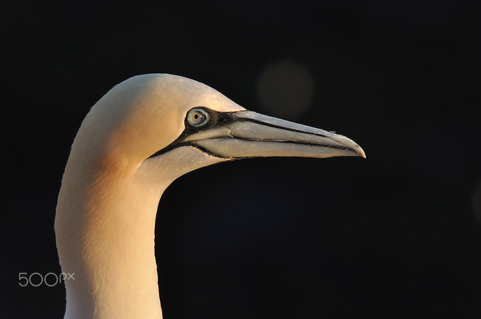 Sigma 150-500mm F5-6.3 DG OS HSM sample photo. Northern gannet photography
