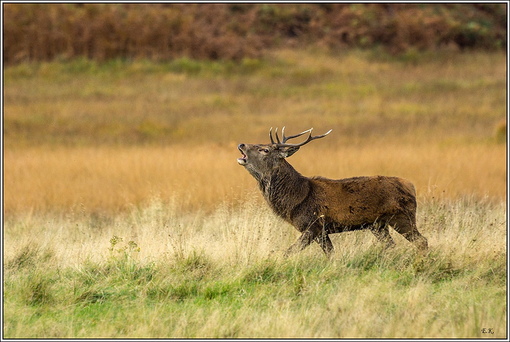 Sony SLT-A77 + Sony 70-400mm F4-5.6 G SSM sample photo. Highland stag photography