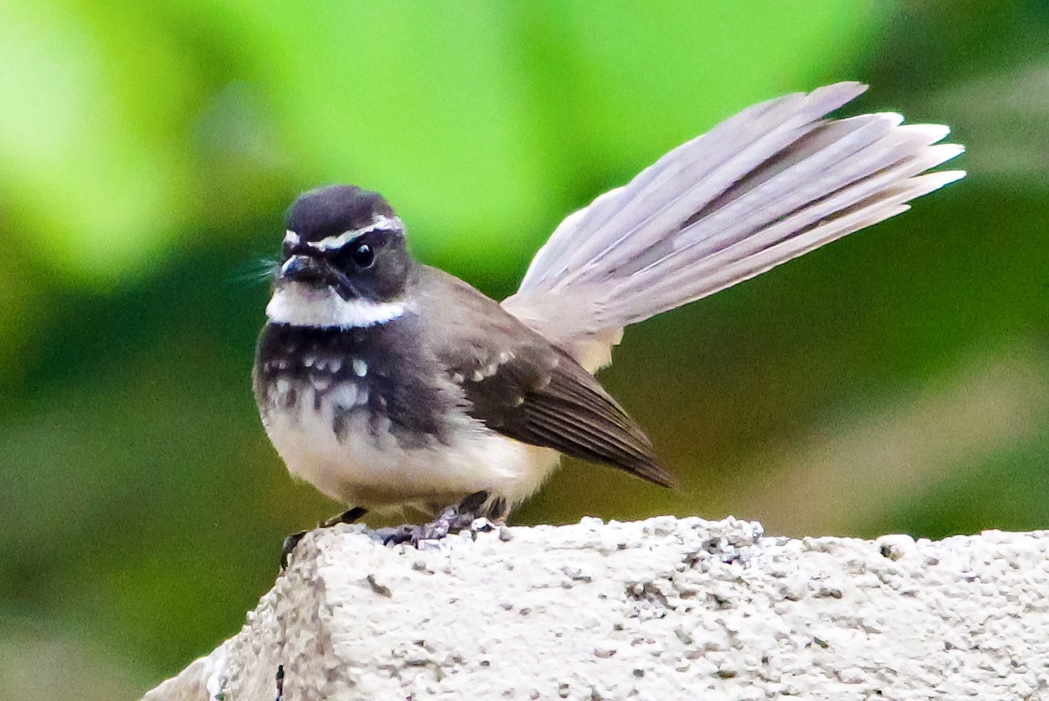 Canon EF-S 55-250mm F4-5.6 IS II sample photo. Freedom photography