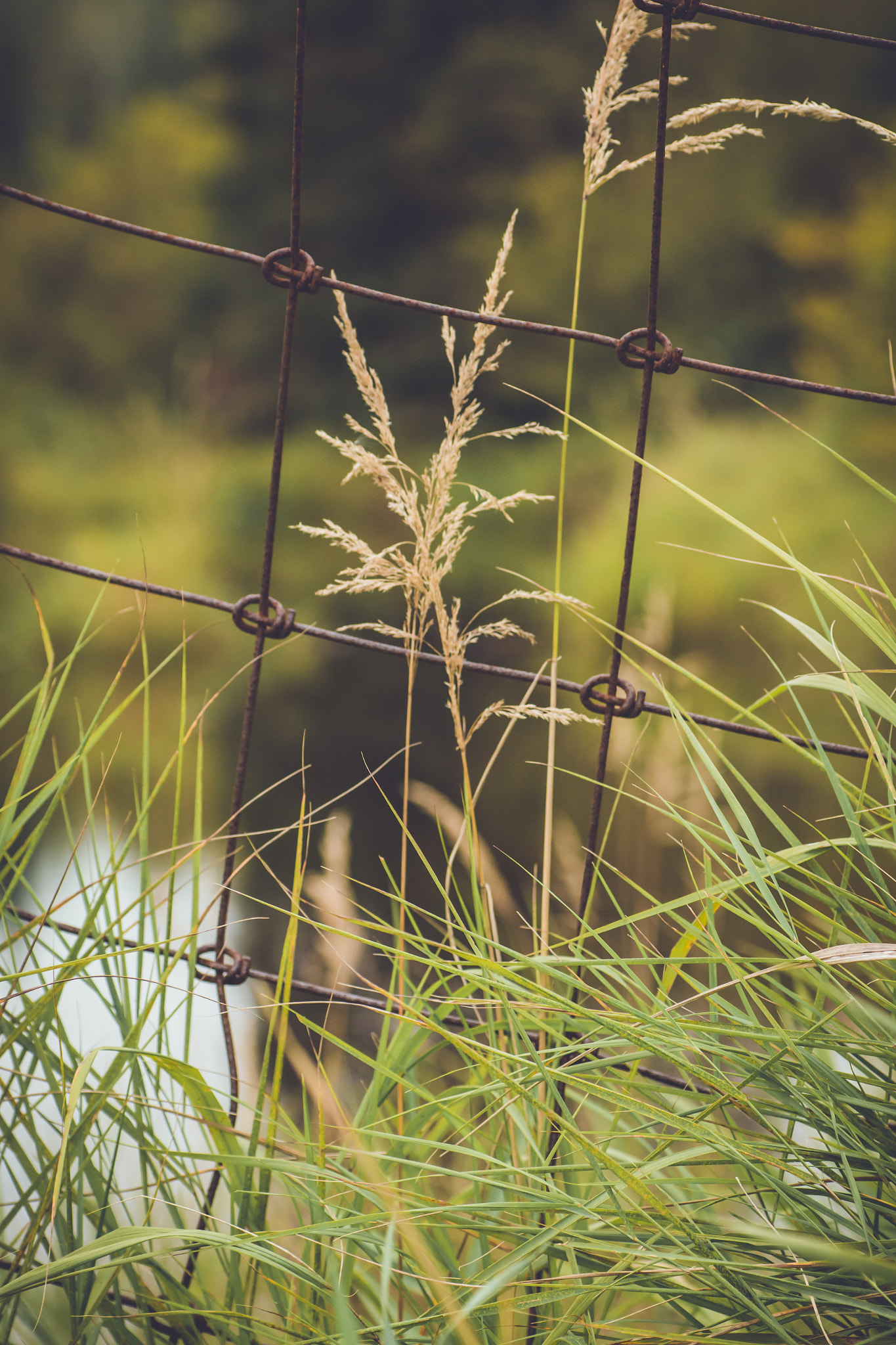 Canon EOS 70D + Tamron SP AF 90mm F2.8 Di Macro sample photo. Scenes through a rusty fence photography