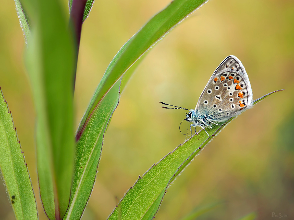 Olympus PEN-F + Olympus M.Zuiko Digital ED 30mm F3.5 Macro sample photo. Allone.... photography