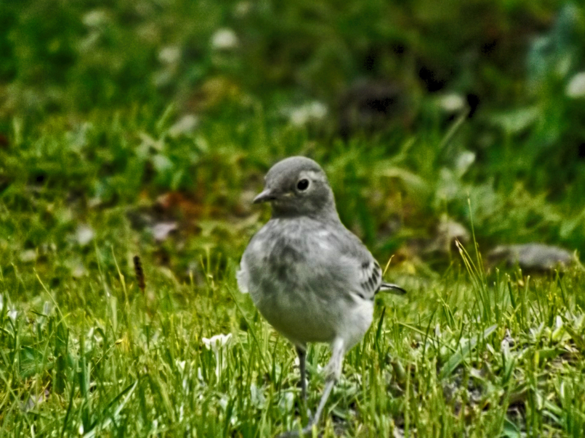 Fujifilm FinePix SL260 sample photo. Bird photography