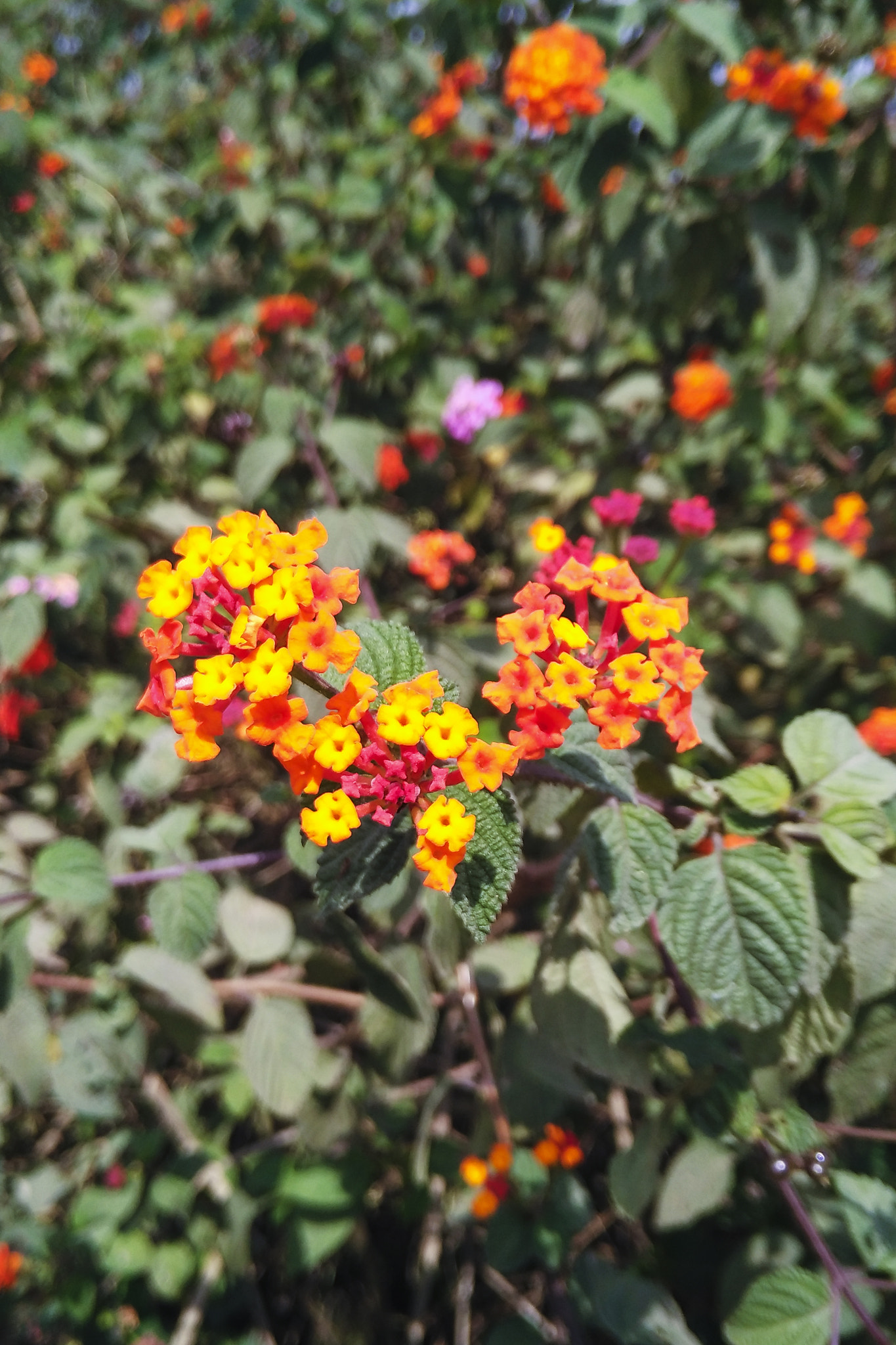 Xiaomi Mi 4i sample photo. Bunch of flowers photography