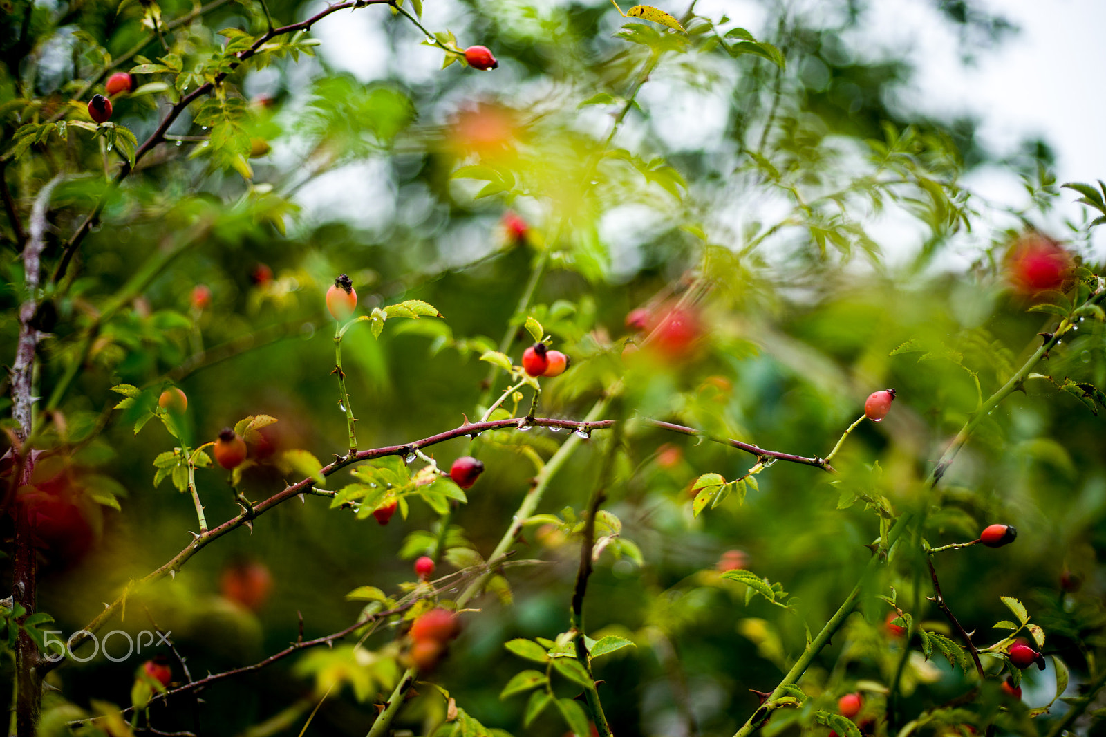 Sony a7 II + Canon EF 50mm F1.8 STM sample photo. Dsc photography