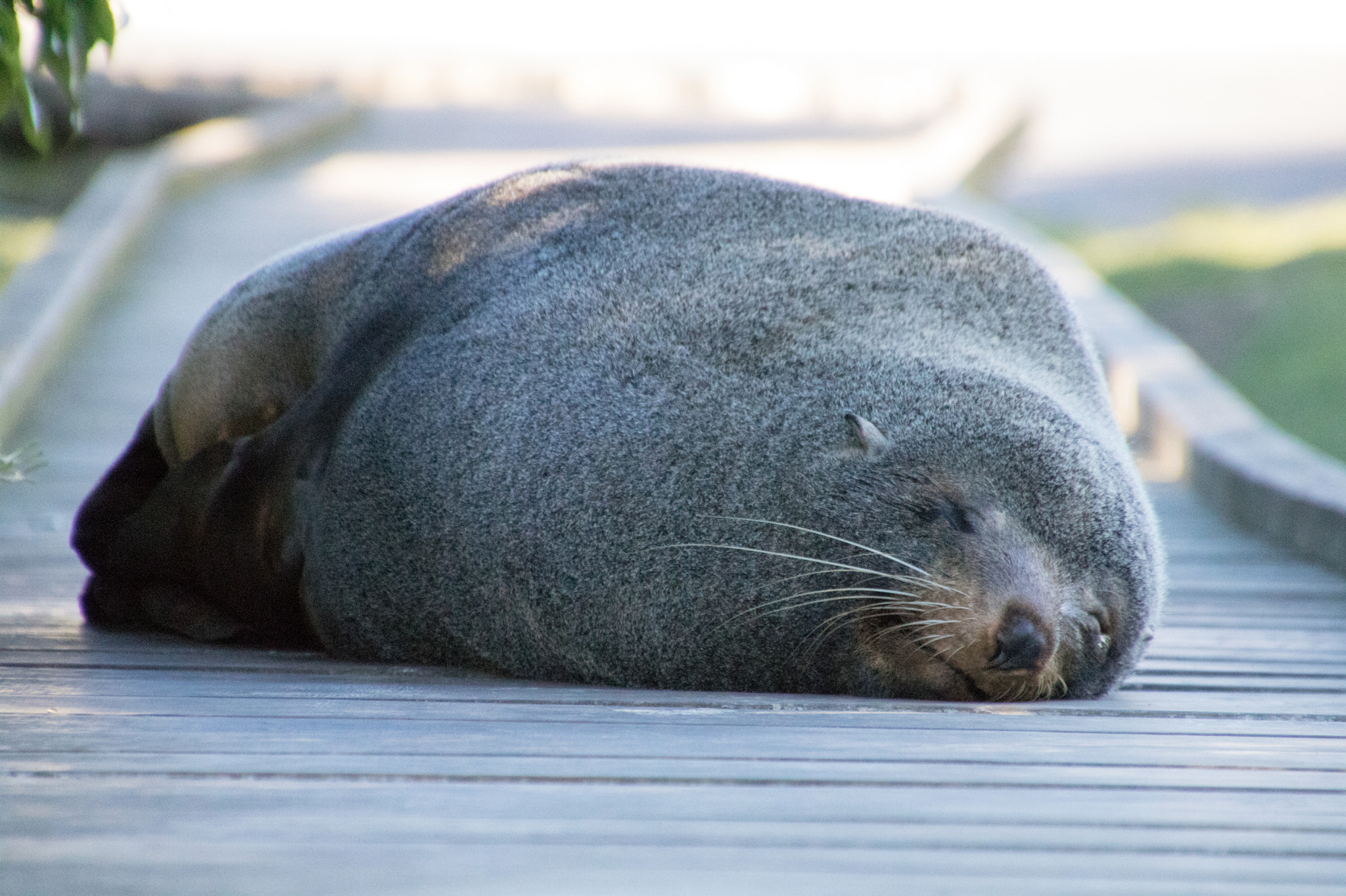 Canon EOS 750D (EOS Rebel T6i / EOS Kiss X8i) sample photo. Sleepy seal photography