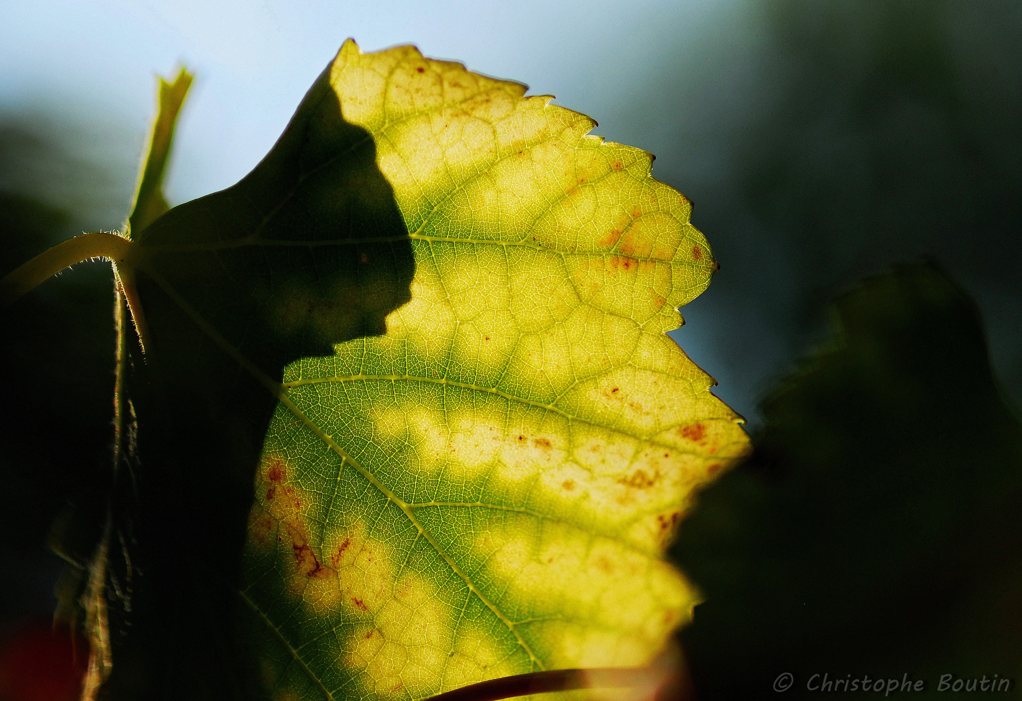 Nikon D200 sample photo. Couleurs d'automne... photography