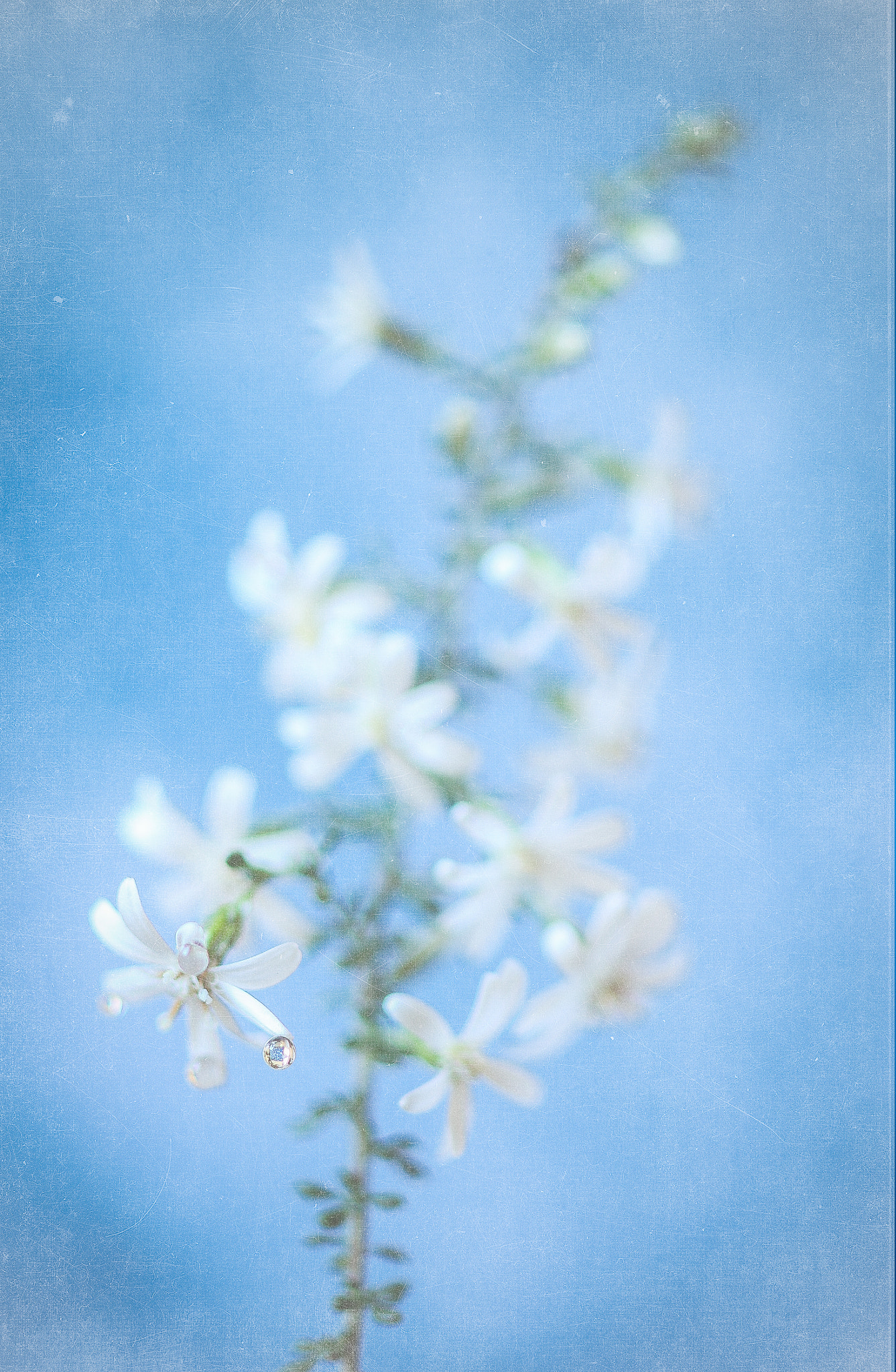 Canon EF 100mm F2.8 Macro USM sample photo. White & blue photography