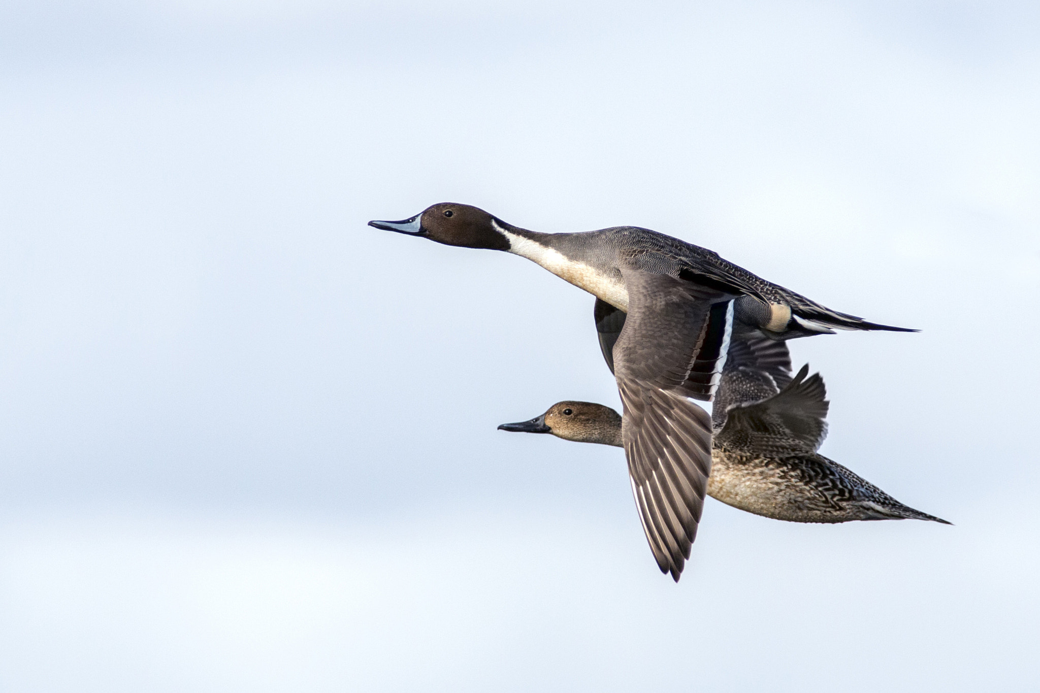 Canon EOS 70D + Canon EF 300mm f/2.8L + 1.4x sample photo. Codons photography