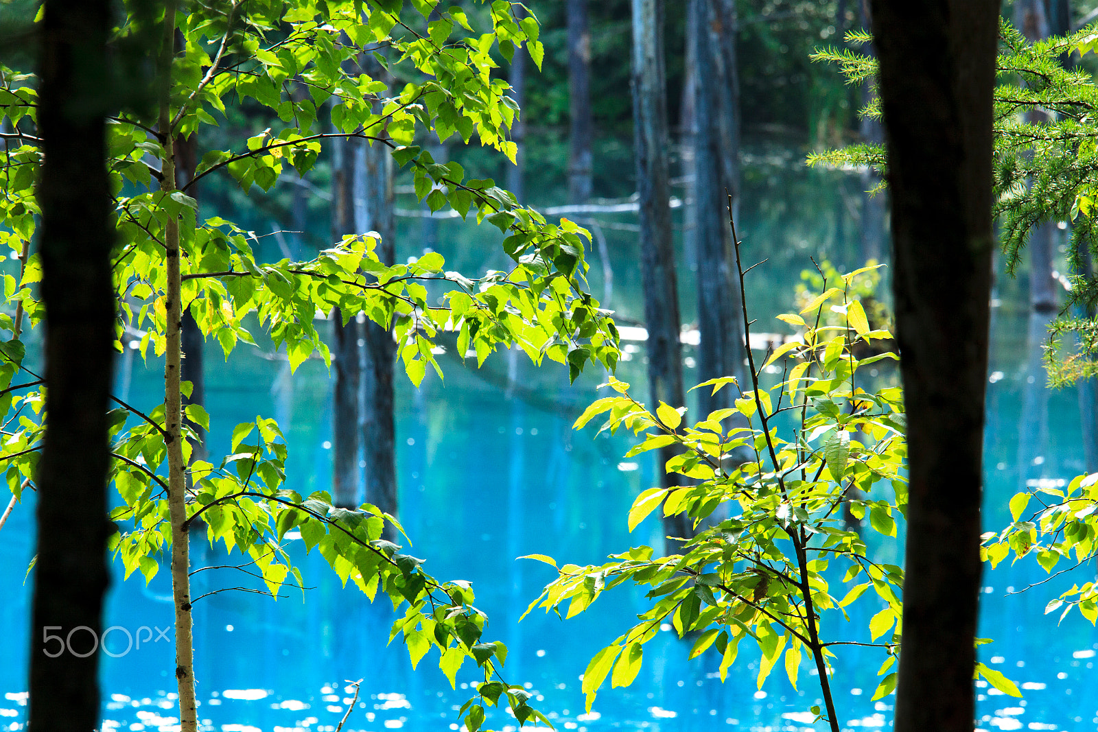 Canon EF 70-200mm F4L IS USM sample photo. Blue & green photography