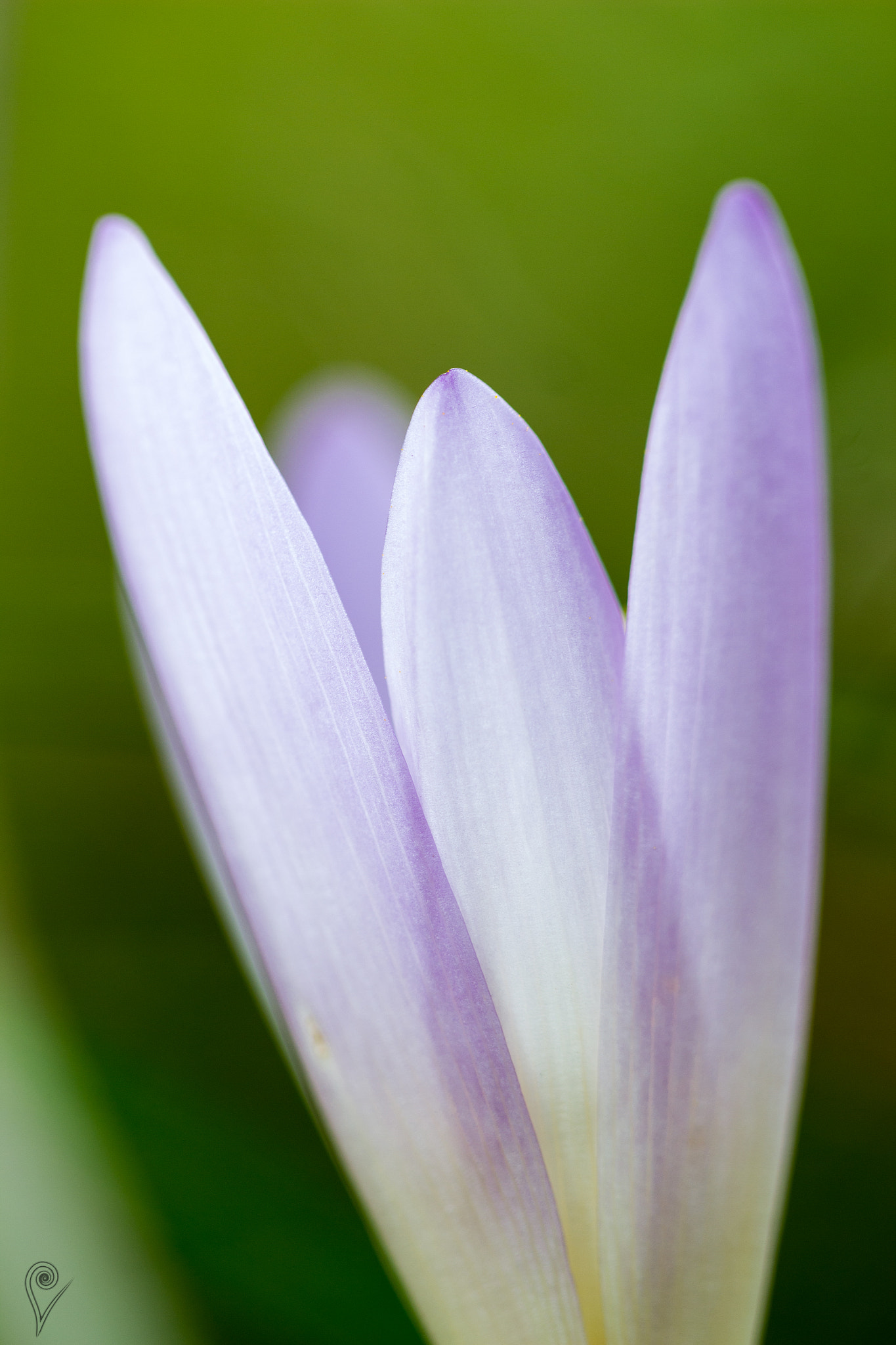 Canon EOS 600D (Rebel EOS T3i / EOS Kiss X5) + Canon EF 100mm F2.8L Macro IS USM sample photo. Colchicum autumnale photography