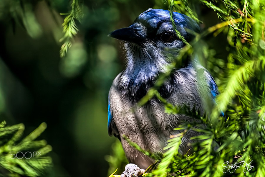 Canon EF-S 55-250mm F4-5.6 IS sample photo. A shy blue jay photography