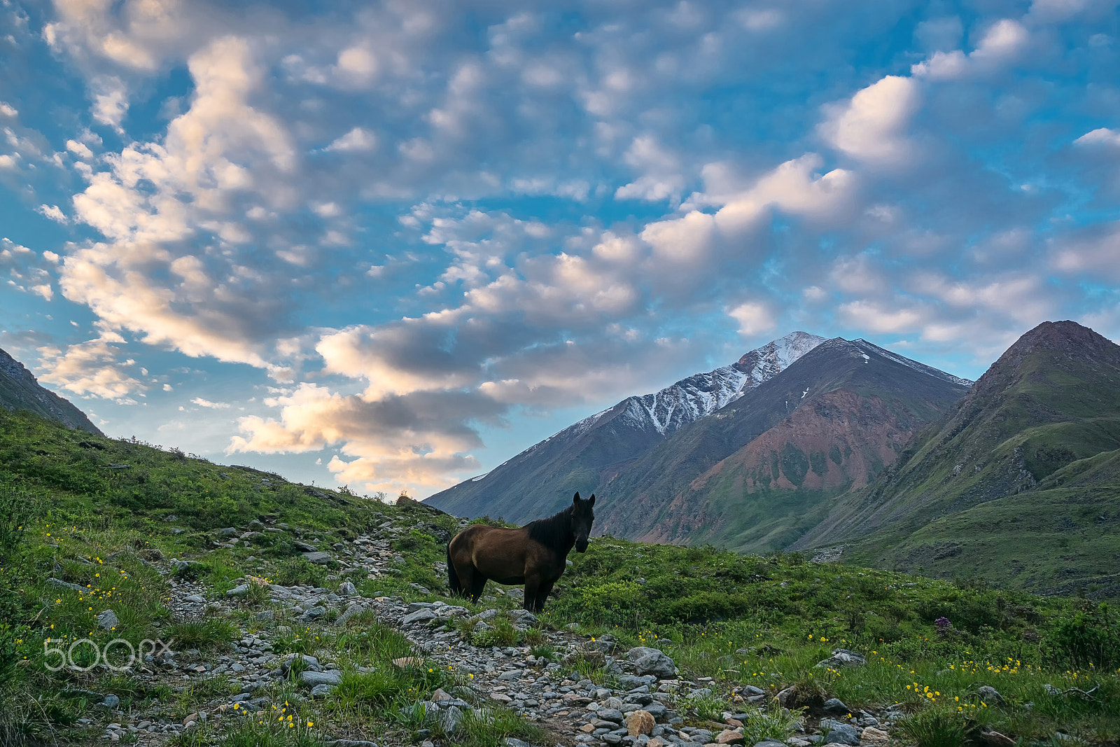 Sigma AF 10-20mm F4-5.6 EX DC sample photo. Lone horse stands in the mountains in tunka range photography