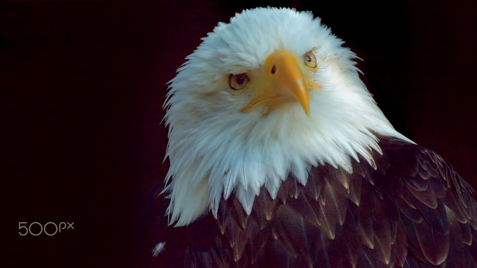 Tamron SP 70-300mm F4-5.6 Di USD sample photo. Weißkopfseeadler photography
