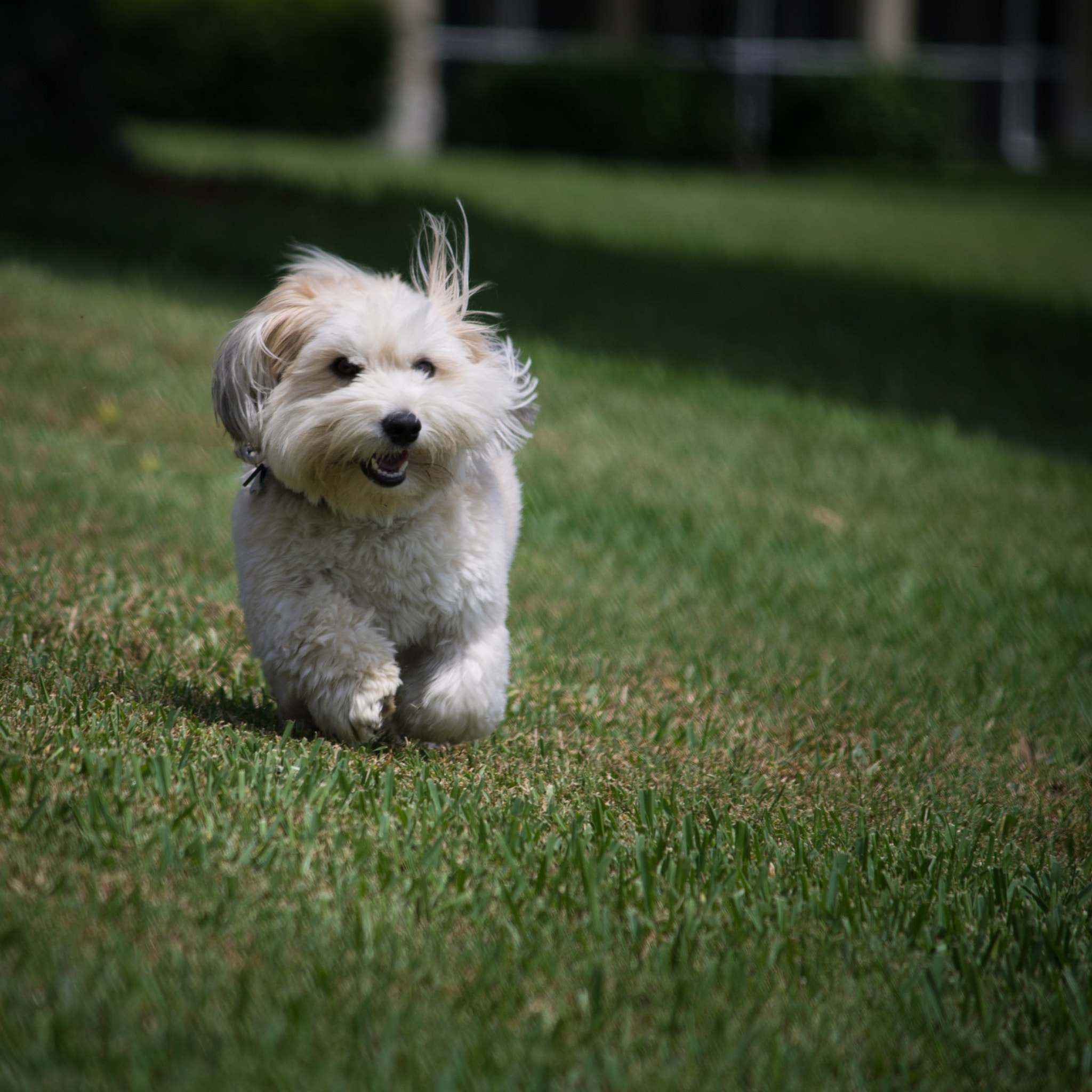 Canon EF-S 55-250mm F4-5.6 IS sample photo. Uncle duff frolicking in florida photography