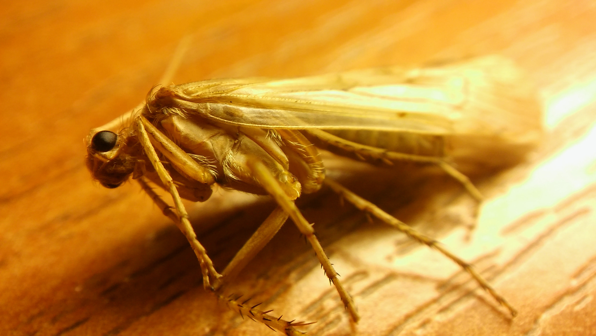 LG SPIRIT 4G LTE sample photo. Insect photography