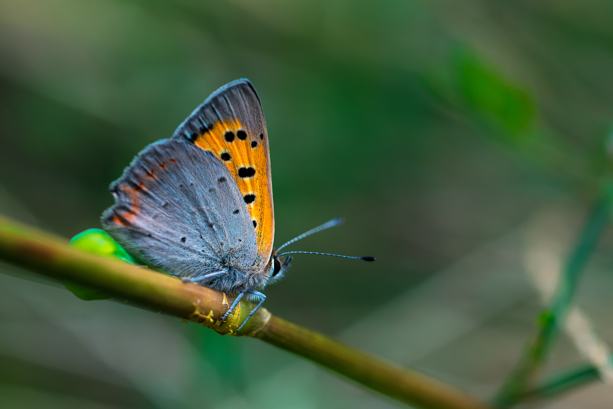 Sigma 150mm F2.8 EX DG OS Macro HSM sample photo. Kleine vuurvlinder photography
