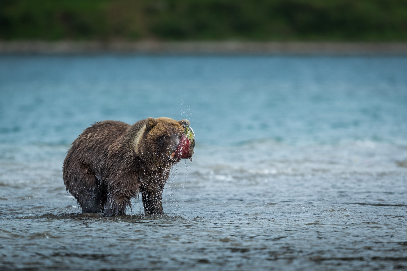 Canon EF 400mm F2.8L IS USM sample photo. Bear with salmon fish (kamchatka-russia) photography