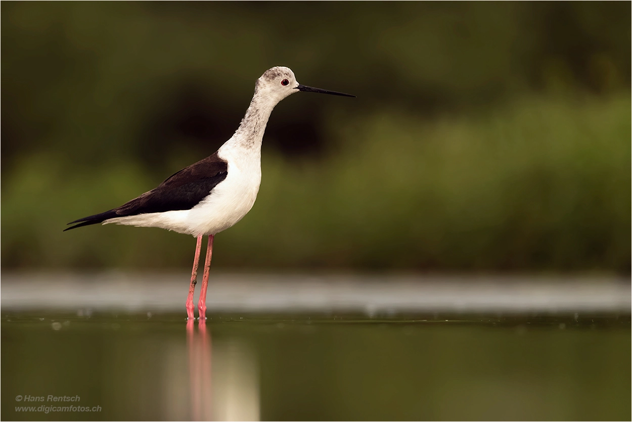 Nikon AF-S Nikkor 600mm F4E FL ED VR sample photo. Stellenläufer photography